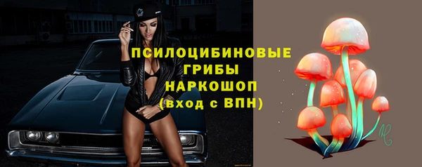 стаф Аркадак