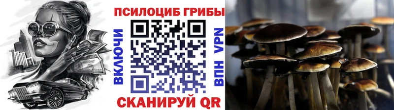 блэк спрут ссылка  Переславль-Залесский  Псилоцибиновые грибы Psilocybe 
